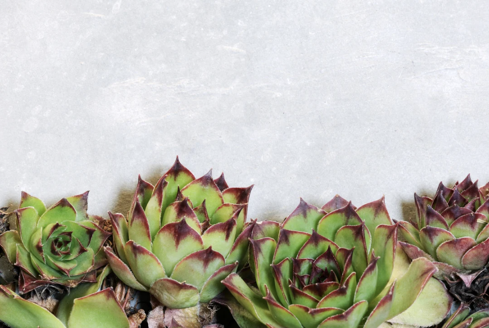 Banner with succulents in bottom portion